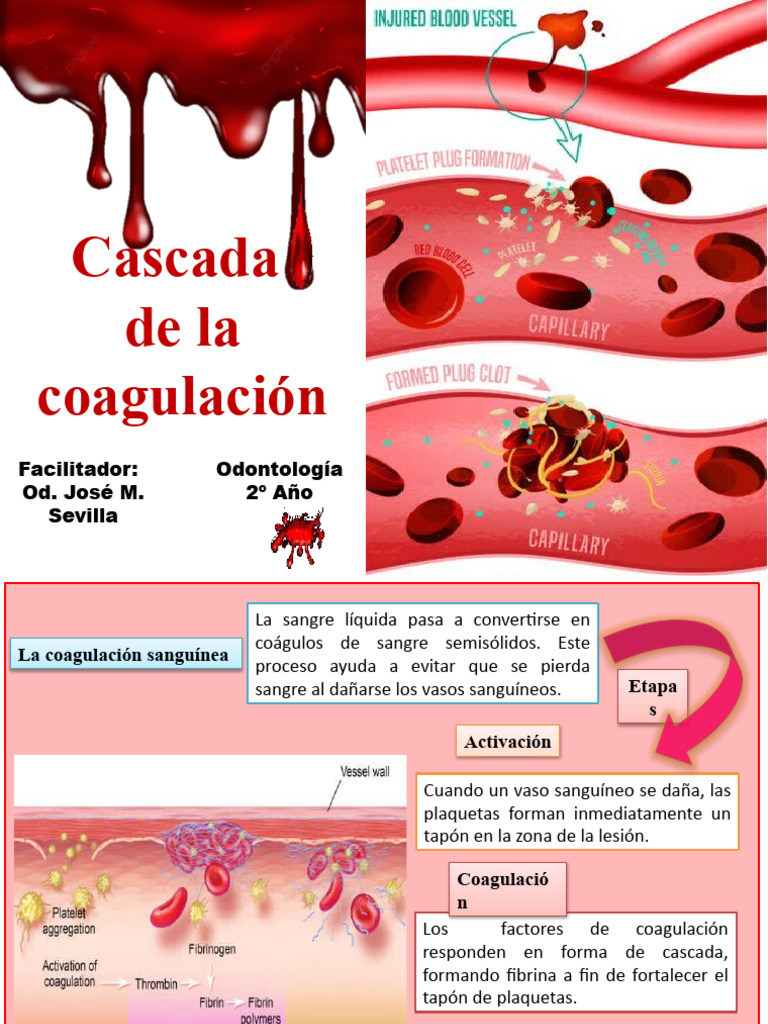 cascada de la coagulación | PDF
