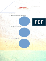 Bacterial Morphology