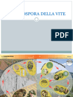 Peronospora Della Vite Slides 2018