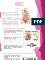 Anatomía y Fisiología Humana Segundo Curso