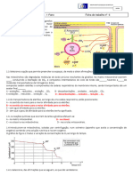 6 - Fermentação e Respiração e Fotossintese - Com Critérios