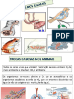 Trocas Gasosas Nos Animais 1