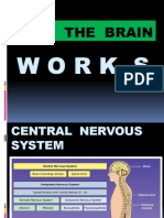 How The Brain Works and Parts-Edited
