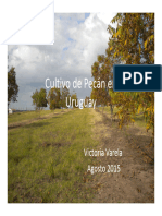 Cultivo de Pecán en Uruguay Ago-15