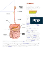 El Aparato Digestivo Está Formado Por