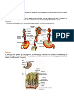 Sistema Digestivo Humano para Quinto Grado de Secundaria