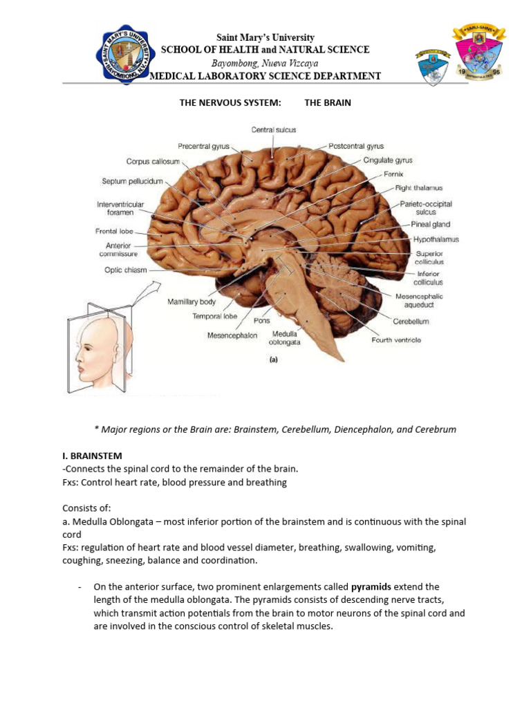 Nervous System The Brain | PDF | Brainstem | Central Nervous System
