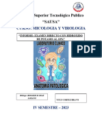 Informe - Mico y Virologia