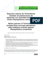 Especies Nativas de Tricoderma Inibidoras de Phytophtora.