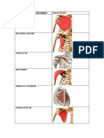 Disertacion Musculos Miembro Superior