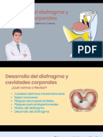 Cavidades Corporales y Diafragma