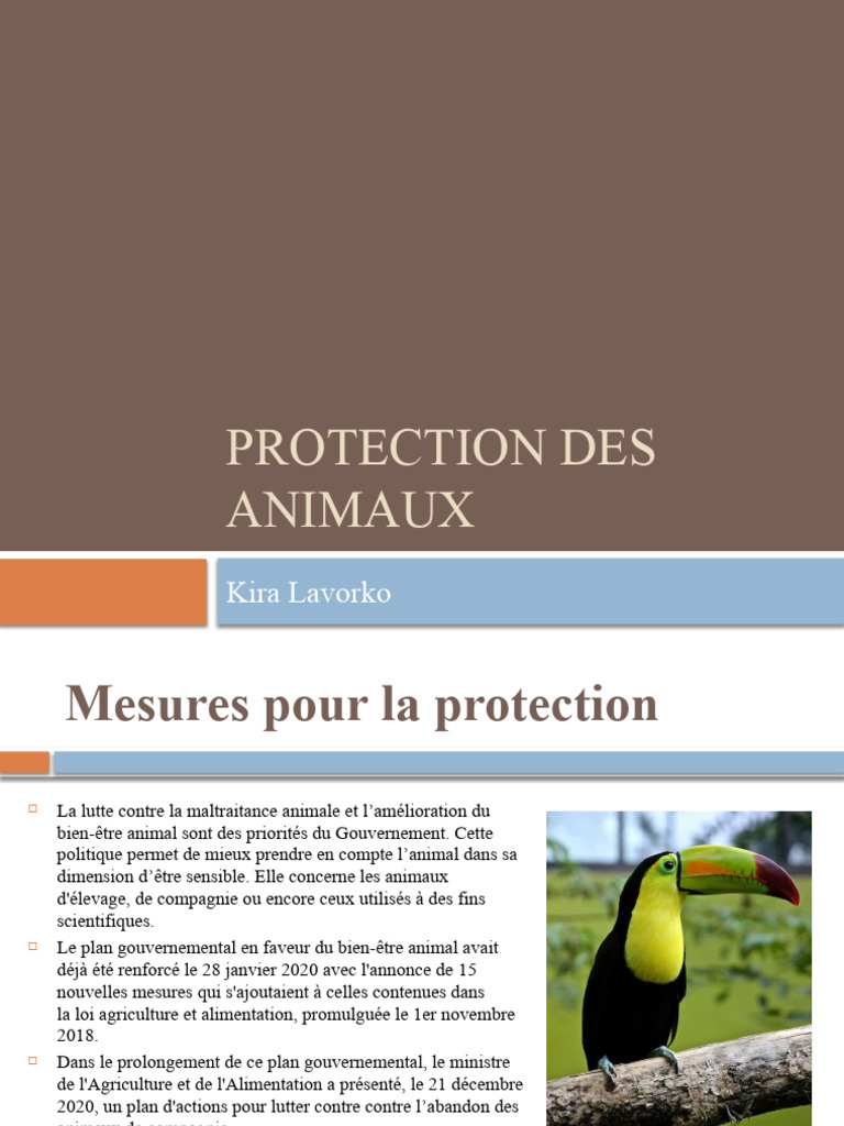 Mesures de protection animale en France | PDF | Abattoir | Cochon