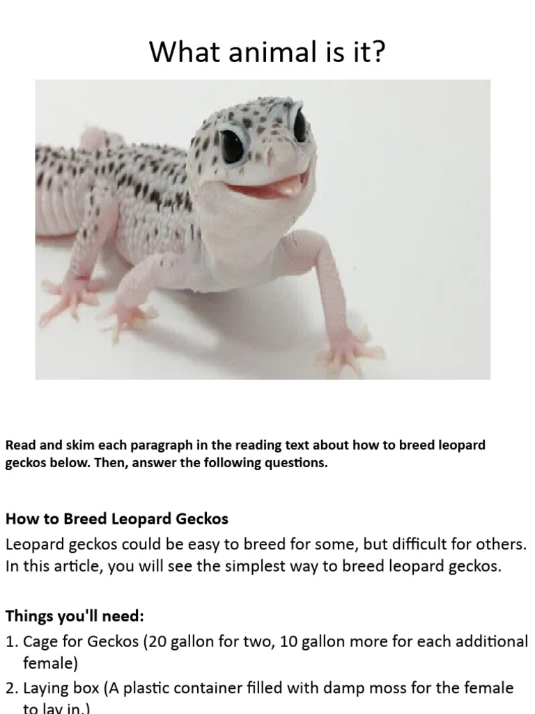 HOw To Breed Leopard Geckos | PDF | Egg | Birds