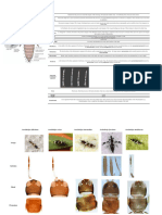 Thrips Identification Key