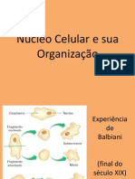 Nucleo Celular e Organizacao