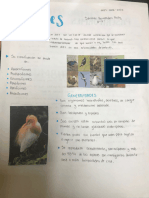  Aves Infografía