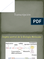 Transcripción