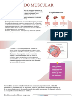 Sistema Muscular.