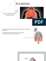 Pulmones