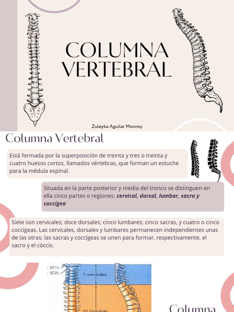 Anatomía de la Columna Vertebral | PDF | Vértebra | La columna vertebral
