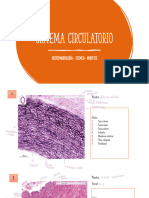 Comparto 'Sistema Circulatorio - 1475176079' Contigo - 231106 - 111028