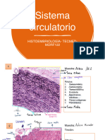 ' Sistema+circulatorio 2