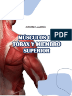 Músculos de Tórax y Miembro Superior