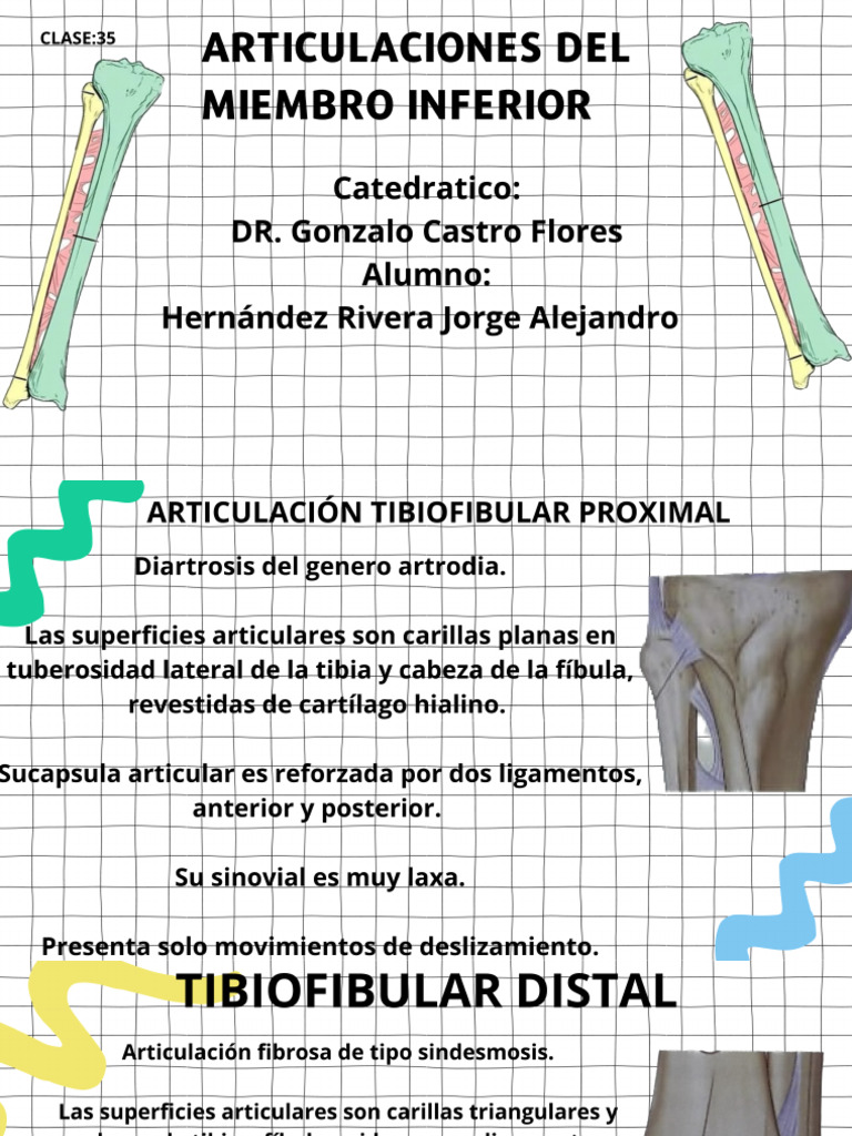 Miembro Inferior Articulaciones 35 Pdf