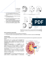 Documento Uro Trauma