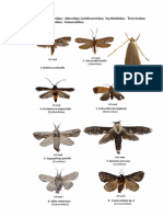 Plates Corrected Ph.D. Thesis