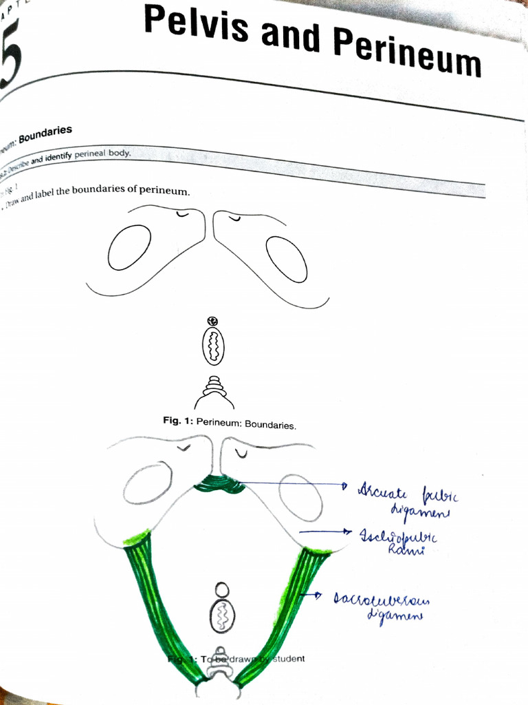Pelvis pdf