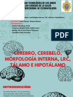 Cerebro, Cerebelo, LCR, Talamo, Hipotalamo