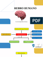 Mentefactos - Cerebro Humano