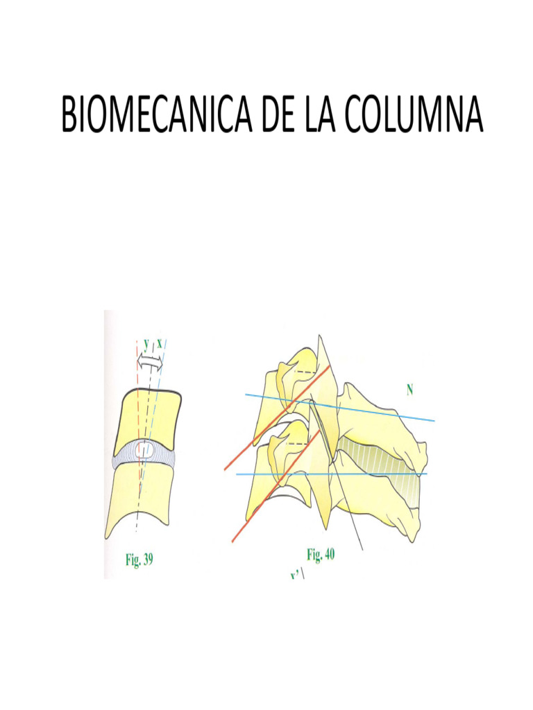 Biomecanica de La Columna | PDF | La columna vertebral | Vértebra