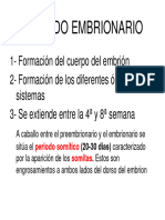 Periodo Embrionario