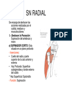 Presentacion Musculos SN Radial