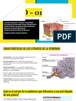 Semana 1-Preguntas Grupales-Sistema Tegumentario