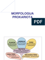 Morfologija Prokariota