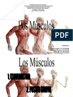4.los Musculos