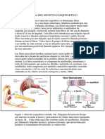 Ii. Morfologia Del Musculo Esqueletico