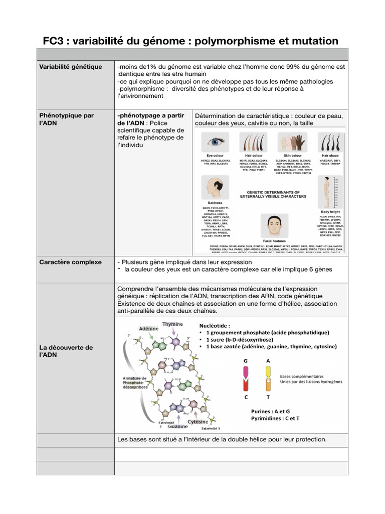 Variabilité génétique : polymorphisme et mutations | PDF | Mutation ...