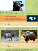 Búfalos