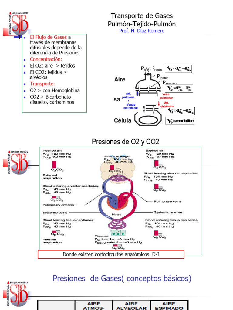 Transporte de Gases | PDF | Solución tampón | Ácido