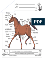 Horse Anatomy Answers