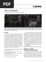 Javma-Javma 20 04 0230