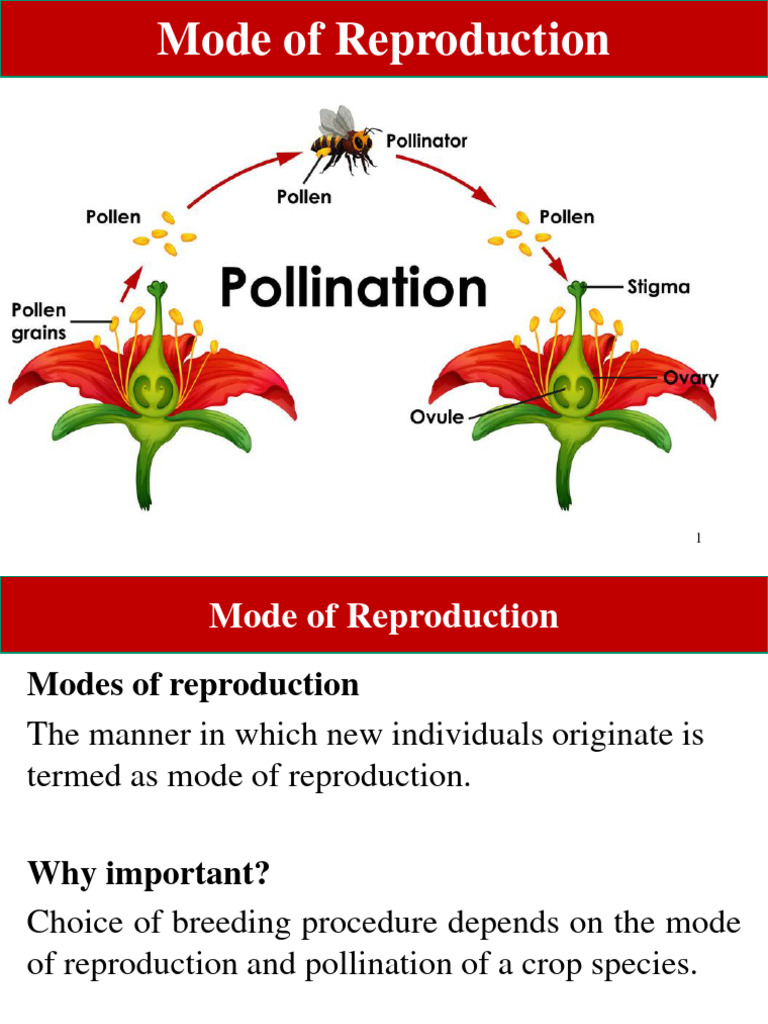 Mechanisms of Plant Pollination | PDF | Flowers | Pollination