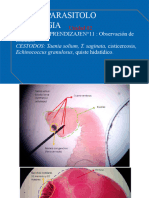 Laminas de Taenis y Echinococcus. MANAY