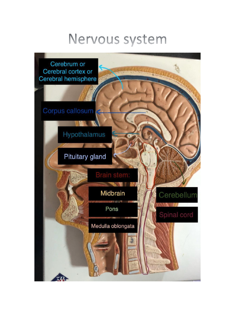 Nervous System | PDF