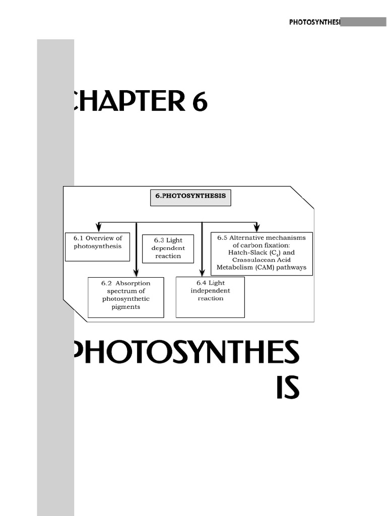 lunarglide 6 photosynthesis