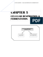Bio - Active Learning - Cellular Respiration & Fermentation
